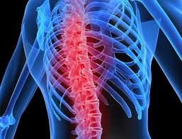 this image shows the torso as a skeleton with the ribs in blue and the spine in red