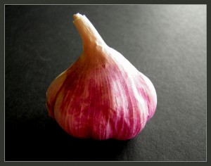 a single garlic bulb