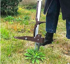  This image shows a long-handled weeder. It has a silver shaft and brown weed removing section. Also shows is the weed - a dandelion and a mans foot and leg. He has blue jeans on and black shoes
