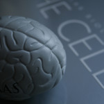 a grey model of a human brain
