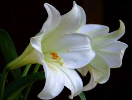 a beautiful lily