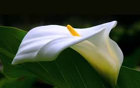 this image shows a beautiful white lilly against a black background. I have chosen it as in my mind it is synonymous with peace and death