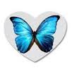 this image shows a blue butterfly