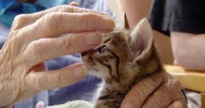 this image shows an elderly hand stroking a tiny kitten