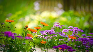 this image shows some flowers outside.
