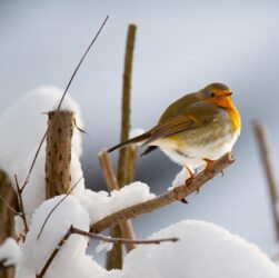 Winter safety. Image shows a robbin on a branch with snow around him.