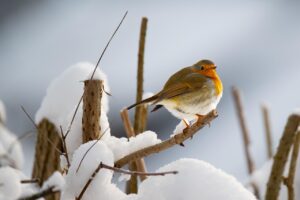 Keep Elderly People Warm and Healthy During Freezing Weather. Image shows a robbin on a branch with snow on the ground