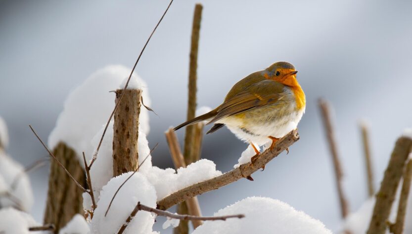 Winter safety. Image shows a robbin on a branch with snow around him.