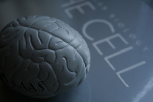 This image shows a model of the brain. The model is grey in colour