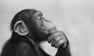 this black and white image shows a chimpanzee deep in thought 