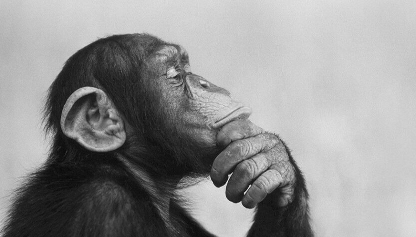 this black and white image shows a chimpanzee deep in thought