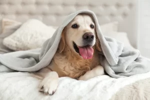 Does your dog help you sleep?This image shows a golden coloured large dog under a pale grey blanket on a double bed. The bed has a light button back headboard and the dog has his tongue showing.