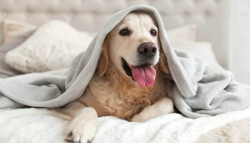 This image shows a golden coloured large dog under a pale grey blanket on a double bed. The bed has a light button back headboard and the dog has his tongue showing.