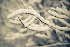snow laden twigs