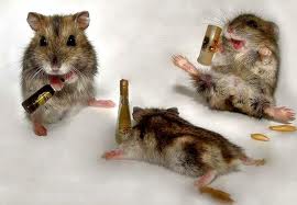 this is a picture of three very drunk mice