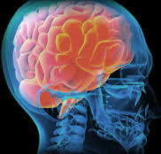 This image shows a red coloured brain within a blue skull